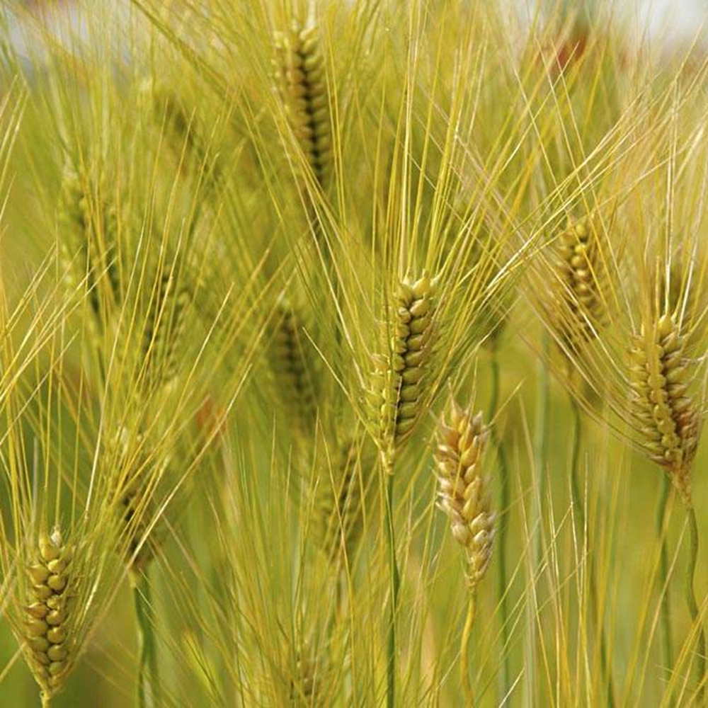 沭阳县大麦种子  优质大麦籽 新大麦草种子粮食种籽麦子籽 大田高产
