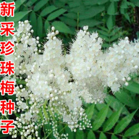 沭阳县珍珠梅种子 当年采收 梅花种子庭院种植观赏花卉