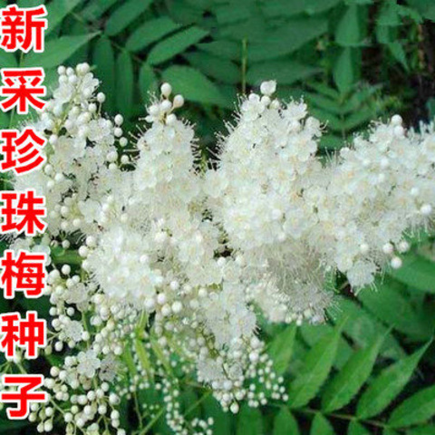 珍珠梅种子 当年采收 梅花种子庭院种植观赏花卉