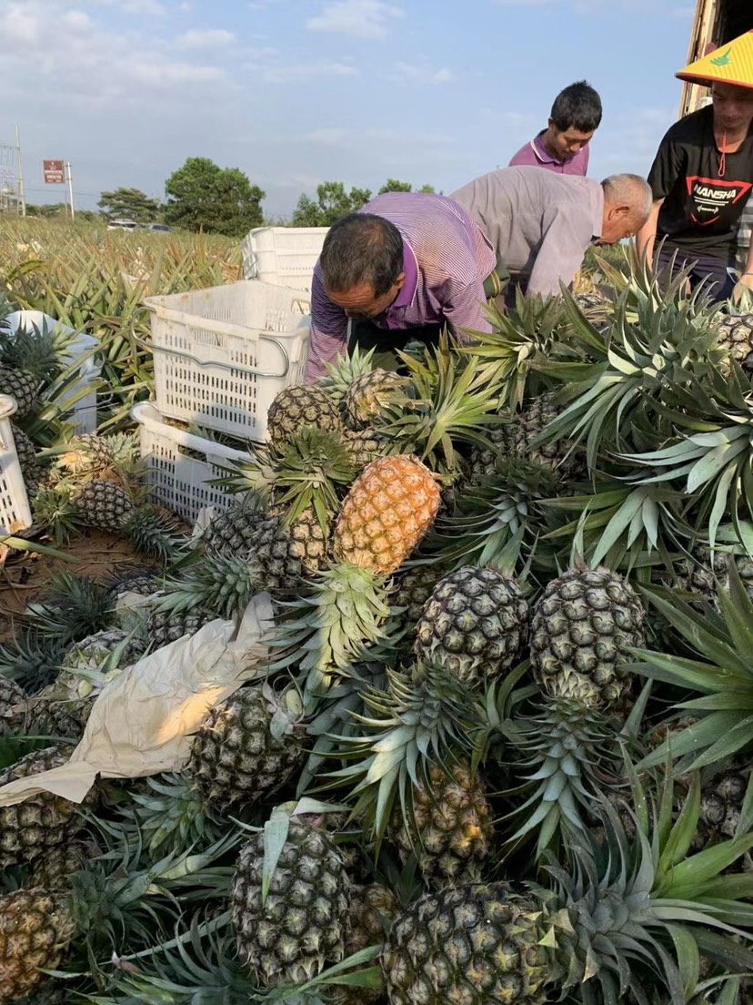 海南9斤金钻凤梨新鲜水果牛奶香水菠萝手撕无眼凤梨树熟大果包邮