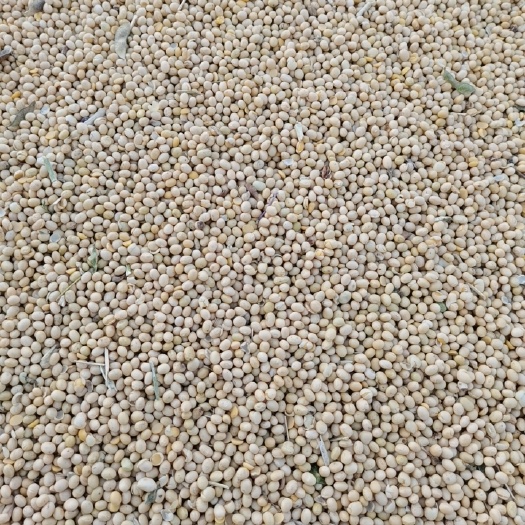 鄢陵县黄豆