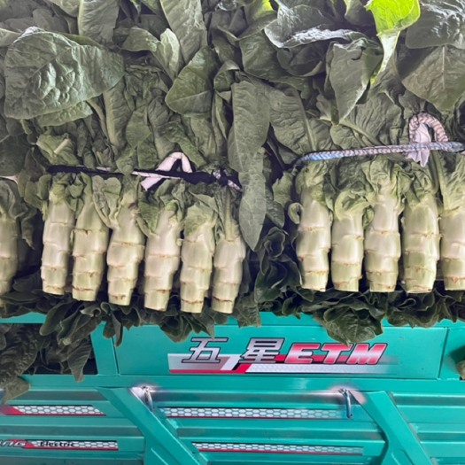兰陵县代收各类莴苣    大量上市，需要的联系