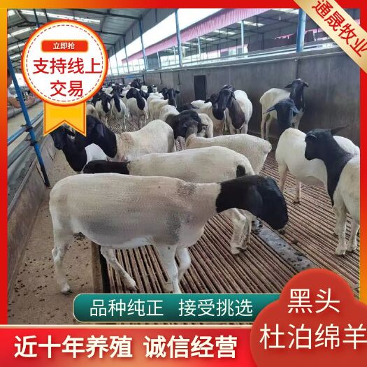 济南常年售出黑头杜泊绵羊 价格便宜 质量好支持视频挑选 免费送货