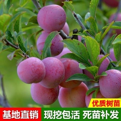 平邑县李子树自产自销量大从优