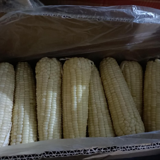 大量供应万糯2000冻棒