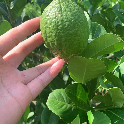 文昌市海南 种植的广东香水柠檬