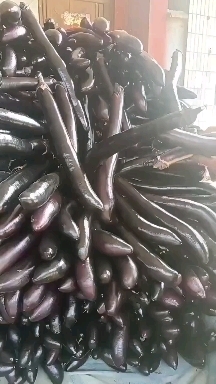 泗水县黑长茄