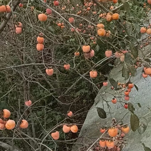大名县柿子