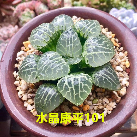 武陟县水晶康平101带盆土6厘米左右发货，12.9元包邮！