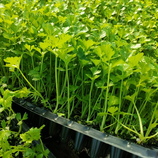 莘县大量供应优质芹菜苗，量大从优，质量保证