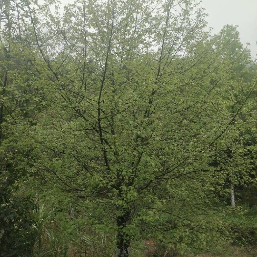 德兴市枫香基地300亩，自家一手货源。欢迎老板实地考察打号