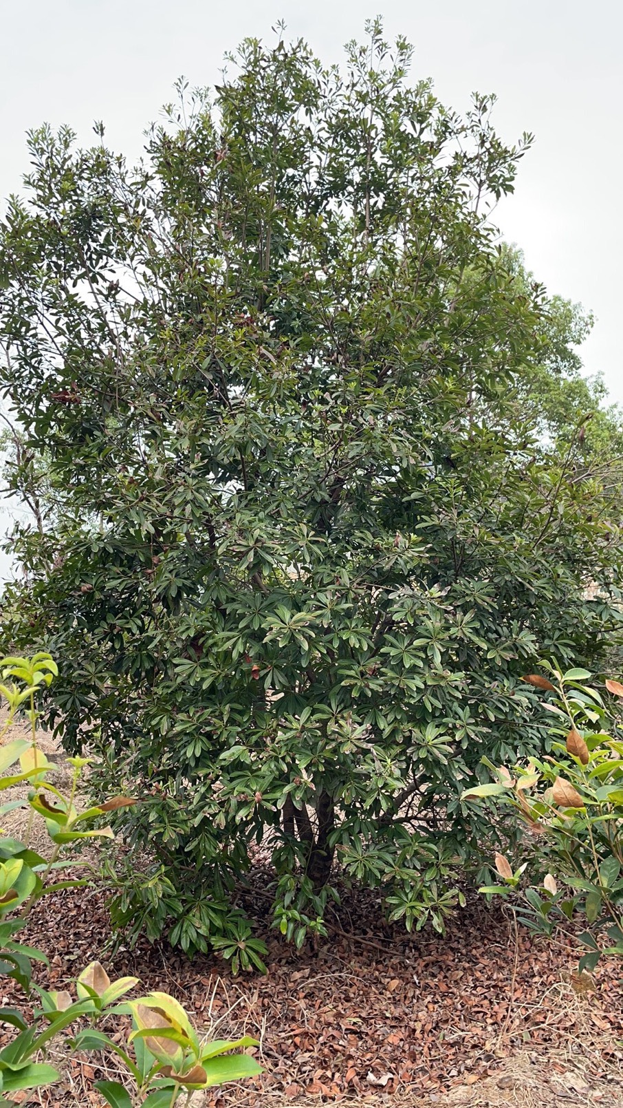 杨梅树 真实图片