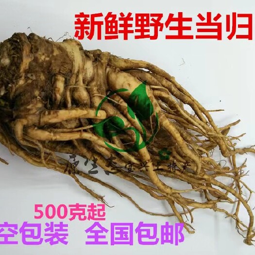 兰州甘肃当归，黄芪，党参，可以泡酒做菜都可以