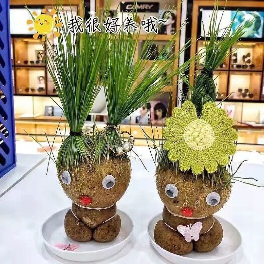 沭阳县草头娃娃，头上长草的娃娃，非常漂亮，大人孩子都喜欢，非常好养