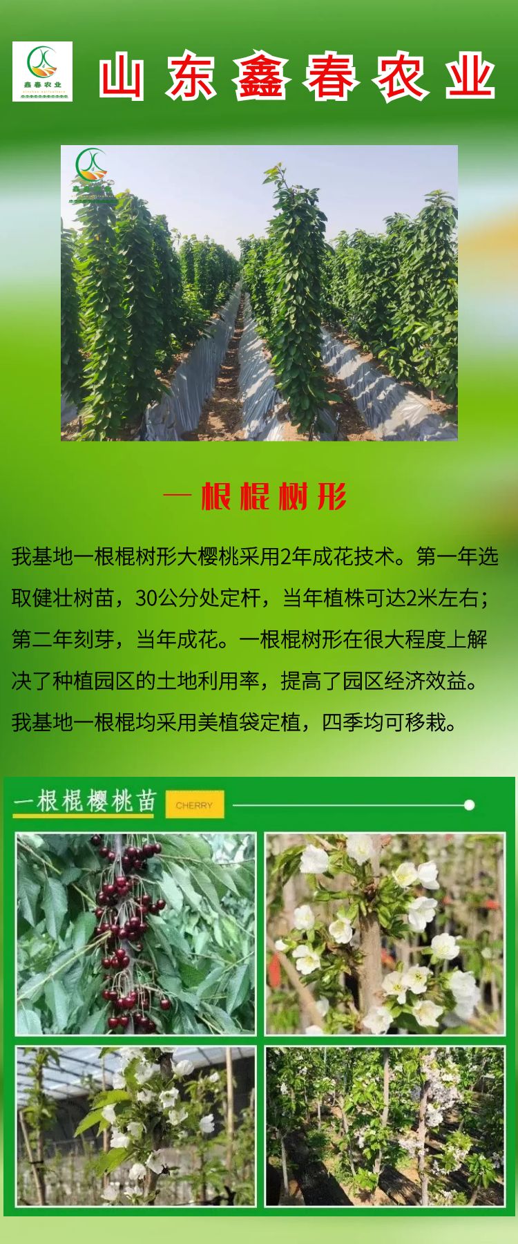 吉塞拉櫻桃苗  基地直發(fā)吉塞拉砧木三年結(jié)果科迪亞櫻桃苗雷吉娜