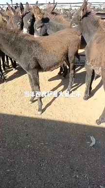 宁城县改良毛驴