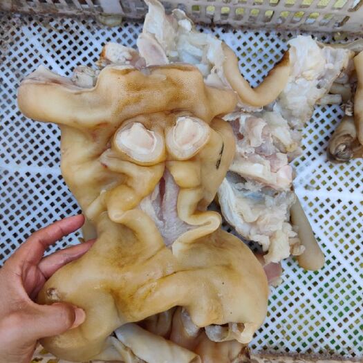 阳信县牛蹄筋  熟牛蹄，现货，真空包装，大筋满满