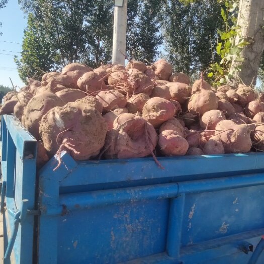 濮阳县商薯19高淀粉红薯，块大粉多，出粉率高。
