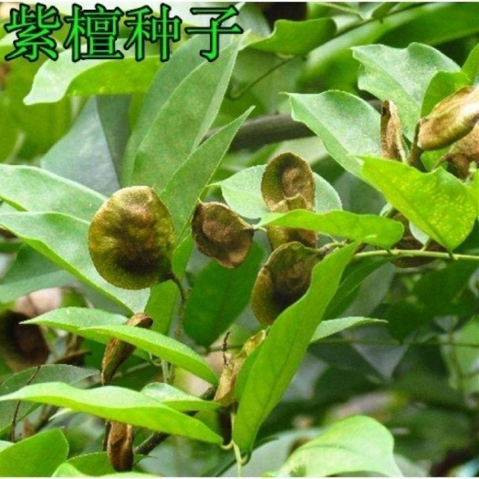 沭阳县大量新采种子 小叶紫檀种子 檀香树种子 海南紫檀种子 包邮