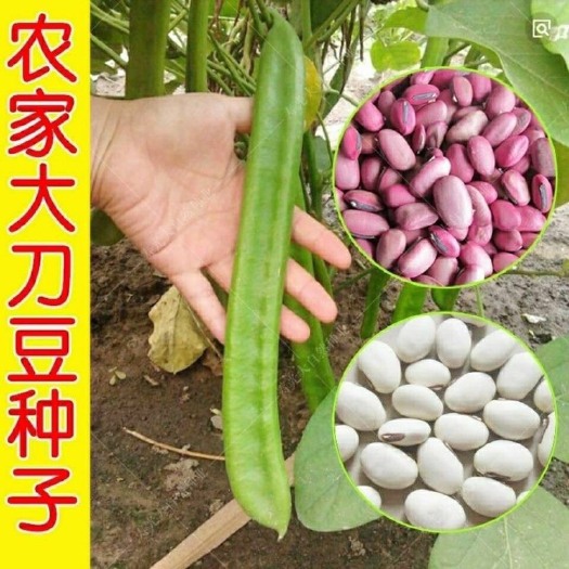 大红刀豆种子湖南刀疤豆籽白刀豆种籽四季蔬菜籽阳台菜园种植