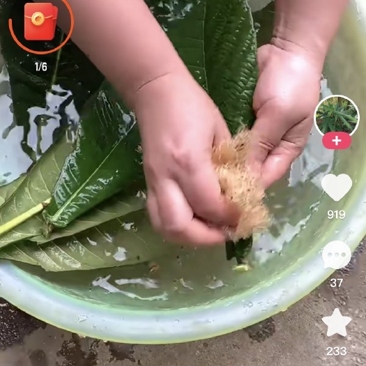 资阳枇杷叶