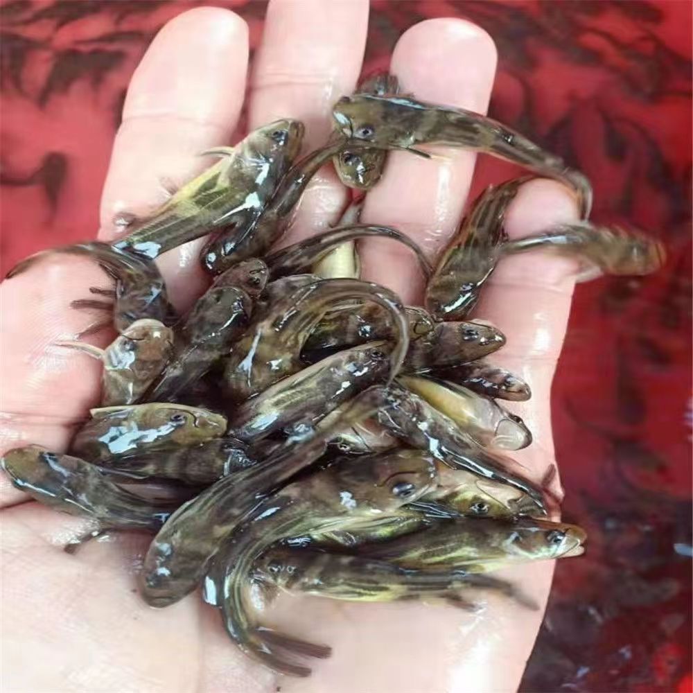 黃骨魚苗黃辣丁昂刺魚苗黃顙魚苗汪丁魚苗黃鴨叫魚苗淡水養(yǎng)殖食用