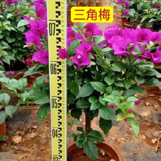 云南紫中国红安格斯三角梅杯苗庭院小区绿化工程苗木带土发货