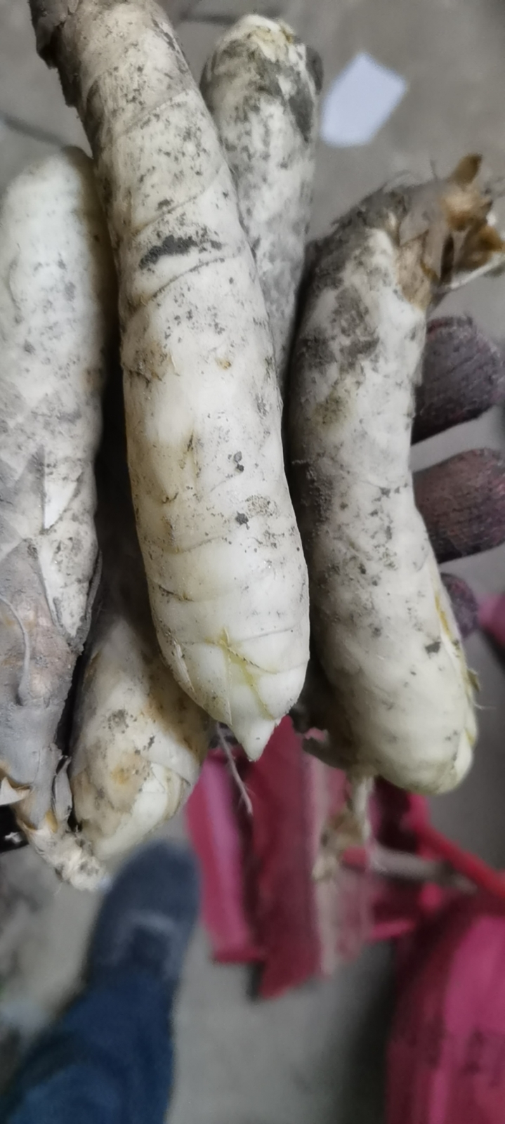 高州市新鲜竹薯竹芋冬粉薯大量批发
