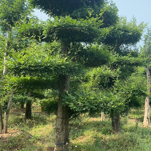 京山市对节白蜡，京山本地一手货源，便宜处理。