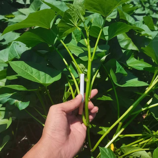 湛江徐薯18