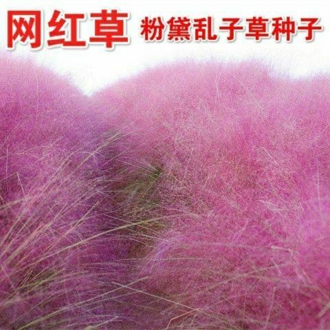 沭阳县粉黛乱子草种子网红草多年生四季种家庭庭院室外景观毛芒乱子草种