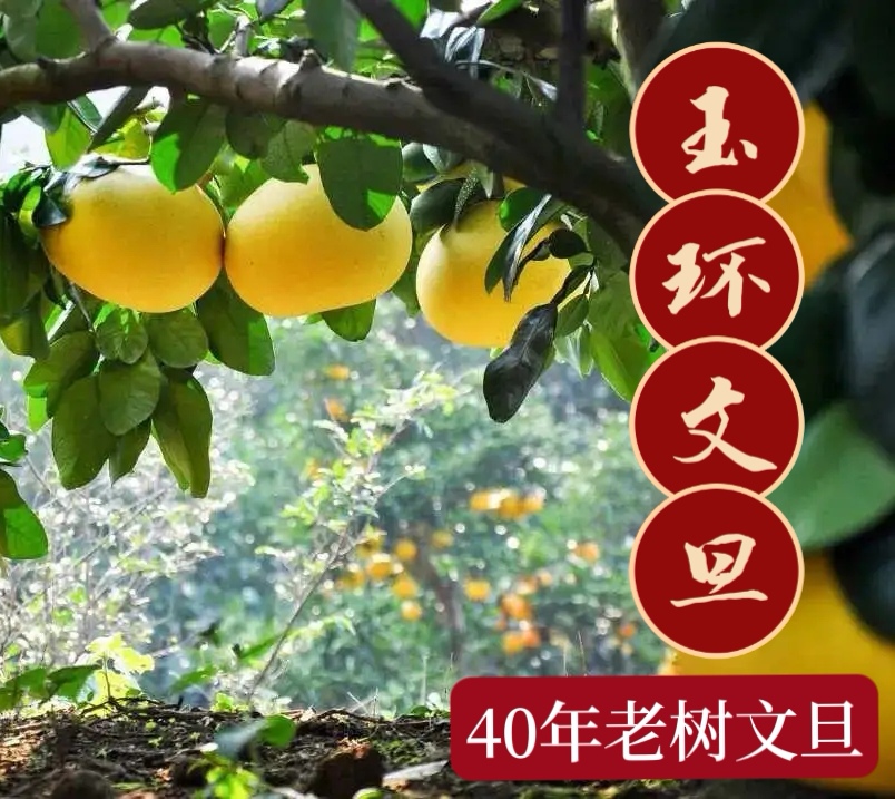 玉环市【果期结束】浙江玉环文旦柚，纯种老树蜜柚大果