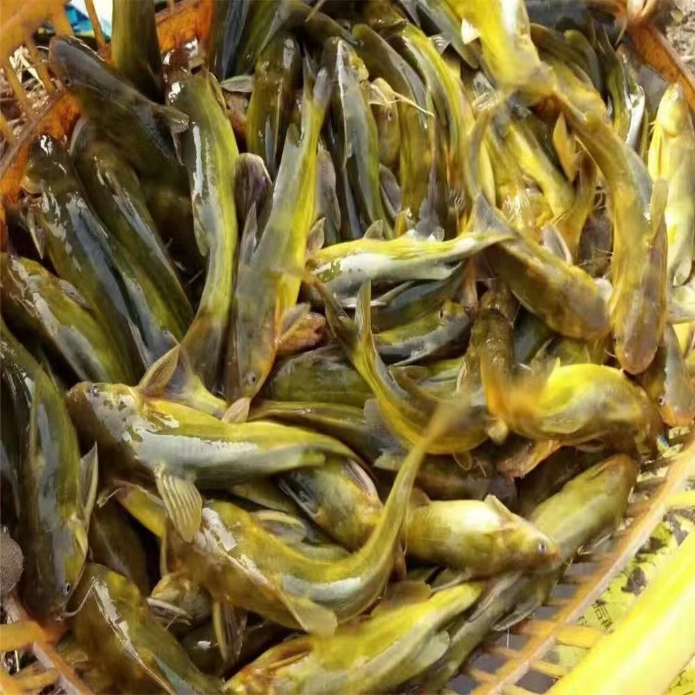 黃骨魚苗黃辣丁昂刺魚苗黃顙魚苗汪丁魚苗黃鴨叫魚苗淡水養(yǎng)殖食用