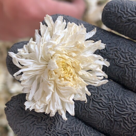 七月菊