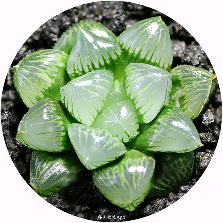 武陟县多肉植物糯米玉露6厘米左右带盆土发货，9.9元包邮！