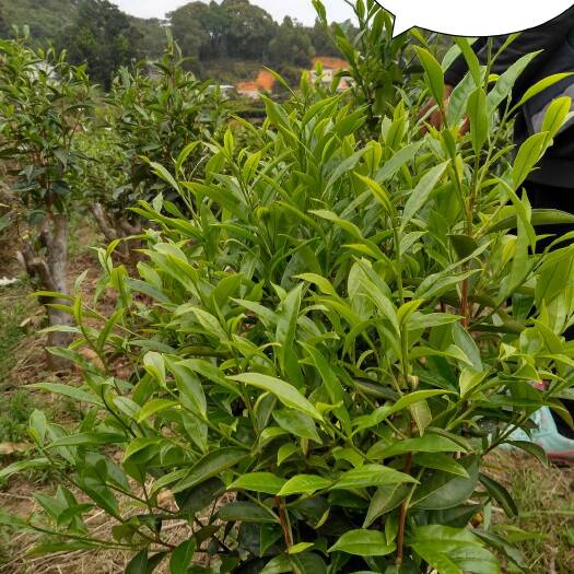 潮州姜母香单丛茶