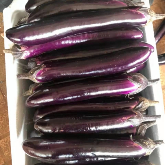 徐闻县湛江紫茄 长茄子 烧烤茄子  有货大量提供。质量保证。