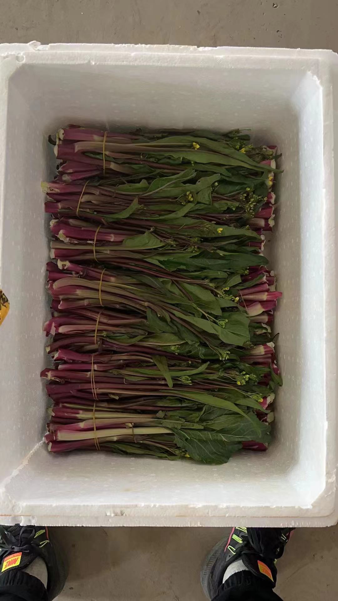 洪湖市湖北红菜苔，新鲜采摘，现摘现发。