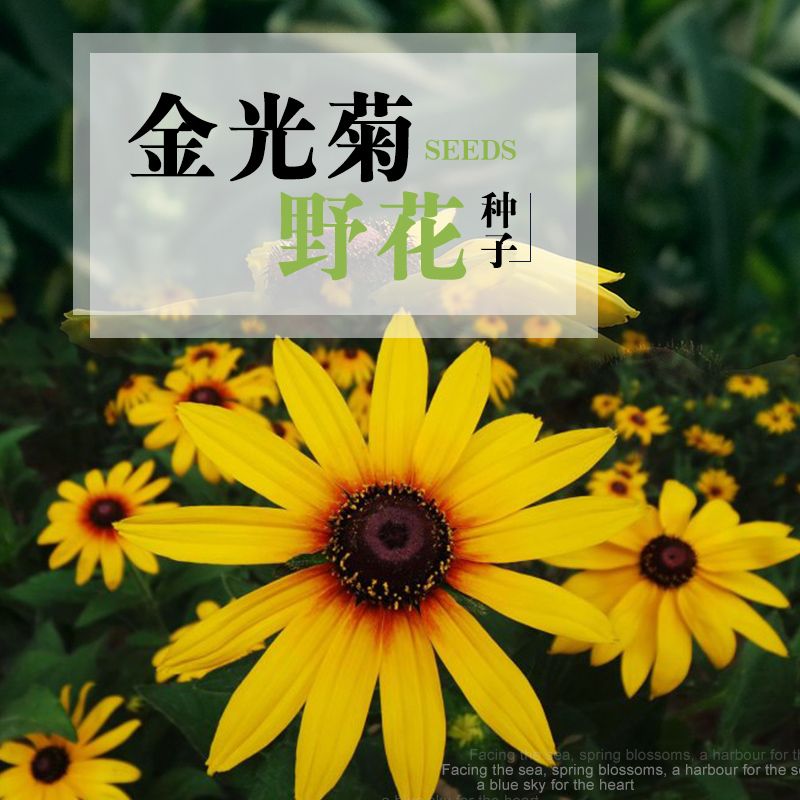 沭阳县金光菊种子黑心菊花种室外花草种子四季种易活花籽庭院