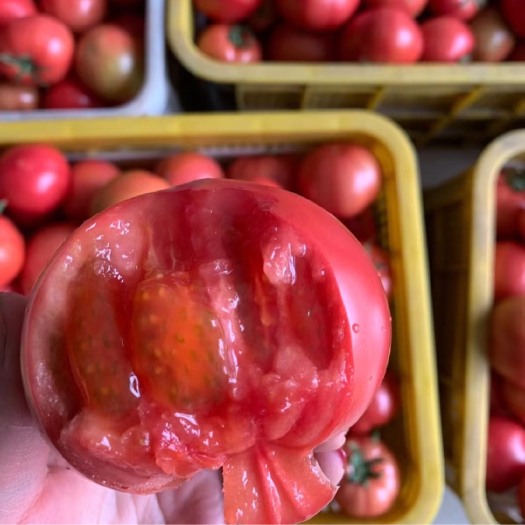 海阳市海阳普罗旺斯西红柿整车落地配一件代发