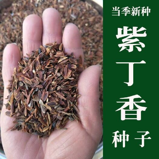 沭阳县当年新采紫丁香种子 紫丁香树种籽 紫丁香花种子 暴马丁香种子