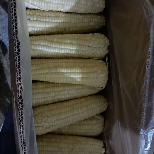 聊城万糯2000冻棒