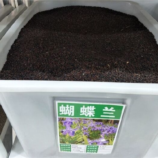 沭阳县兰花蝴蝶兰蝴蝶蓝花种子盆栽鸢尾苗蓝花焉尾蓝花蝴蝶兰苗燕尾种子