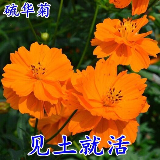 沭阳县硫化菊种子硫华菊黄波斯菊花种子黄秋英花籽四季易种耐贫瘠花种籽