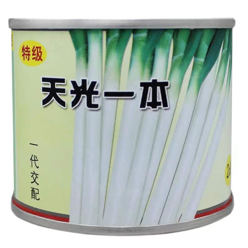郑州天光一本日本大葱种子 杂交钢葱 葱白50CM，叶深绿色杆紧实
