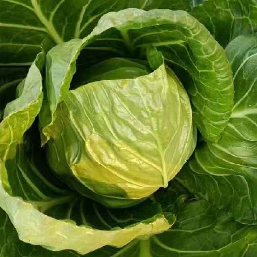 潍坊潍坊甘蓝菜 包菜大量供应