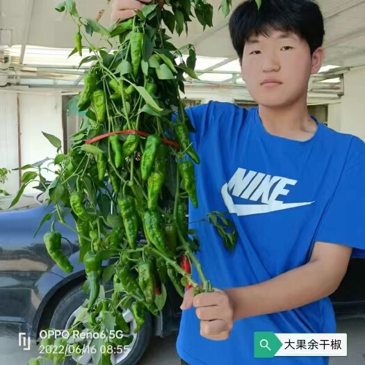 宜昌大果余干椒种子辣味浓