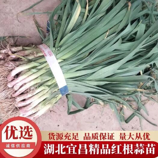当阳市湖北红根蒜苗