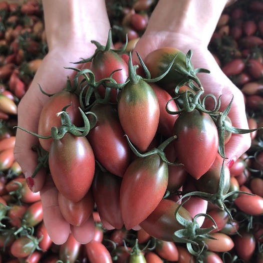 漳州迷彩圣女果紫弹头番茄基地直发