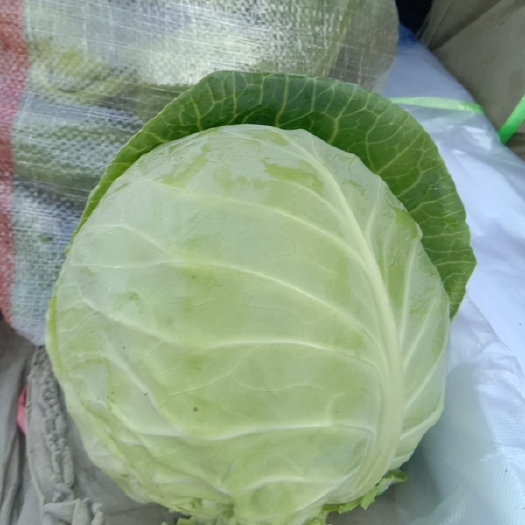 砀山县京丰一号